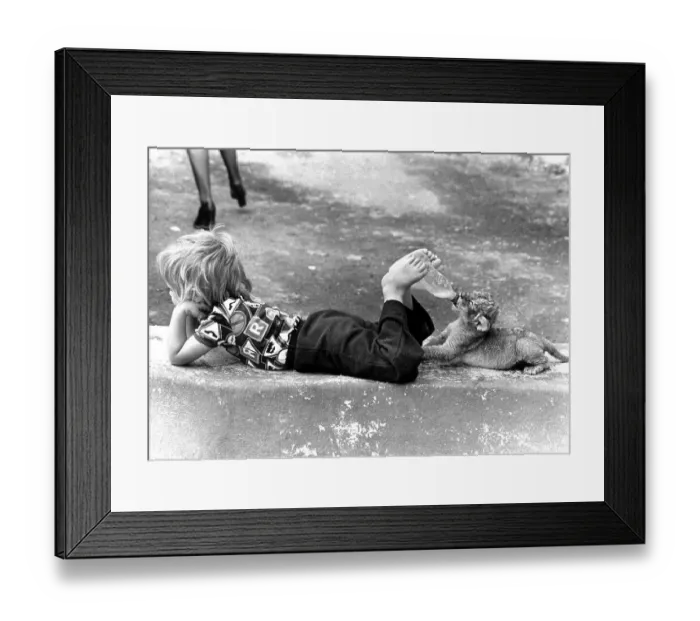 Framed Print : Little boy feeding baby lion with a bottle out of his feet Framed Print : Little boy feeding baby lion with a bottle out of his feet