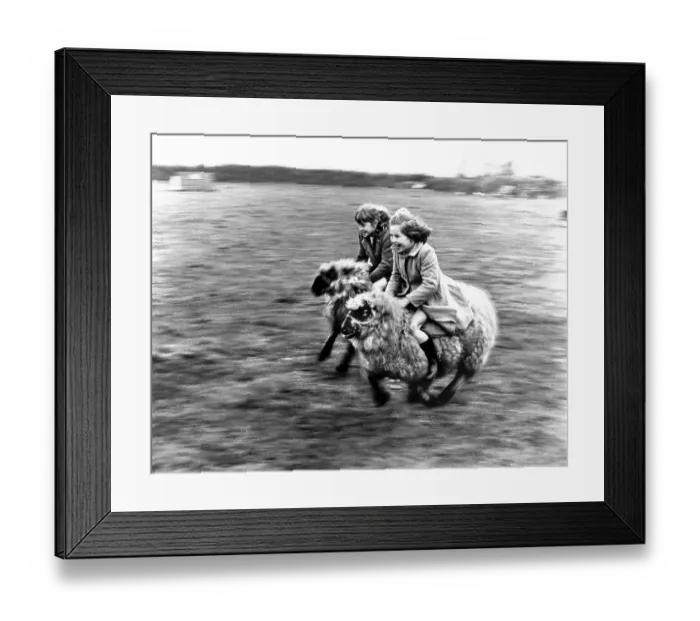 Framed Print : Two girls ride a race on sheep