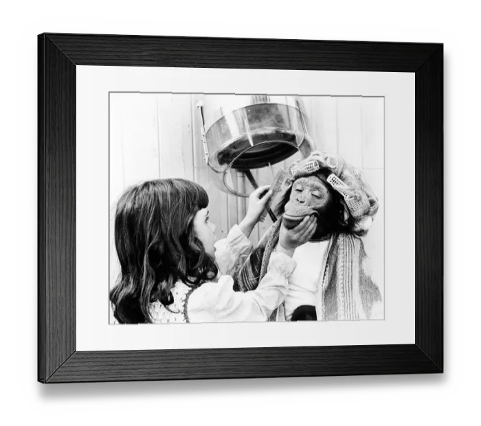 Framed Print : Girl combing chimpanzee with curlers at the hairdresser's