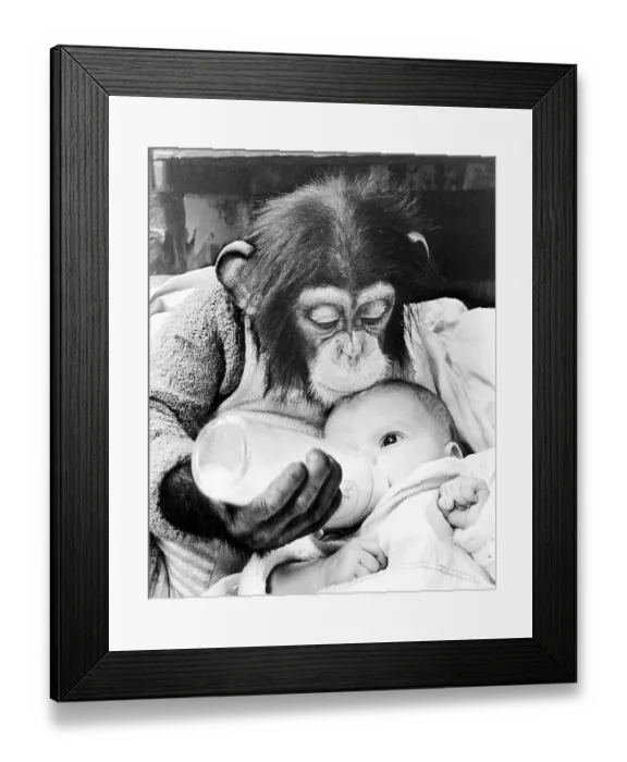 Framed Print : Chimpanzee feeds baby with milk from the bottle Framed Print : Chimpanzee feeds baby with milk from the bottle