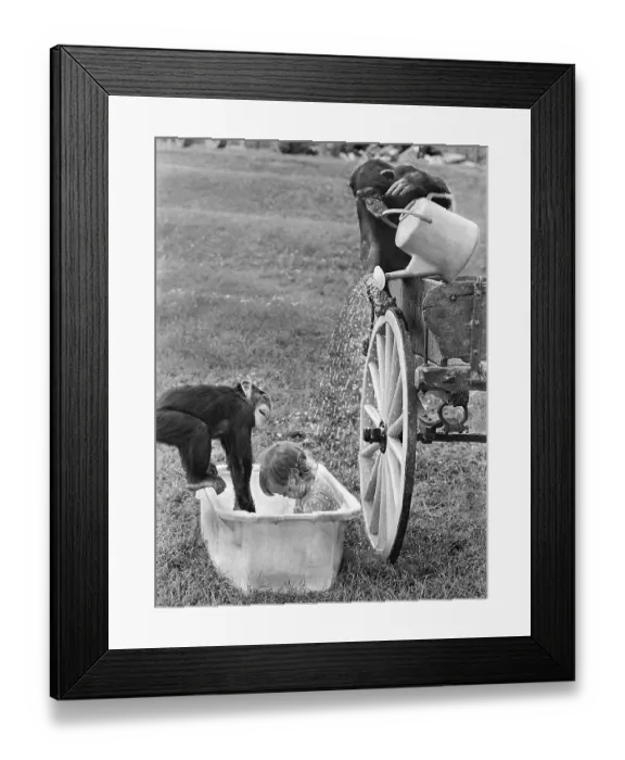 Framed Print : Two chimpanzees bathe child in bath tub with watering can Framed Print : Two chimpanzees bathe child in bath tub with watering can
