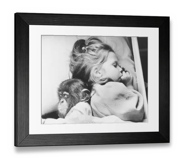 Framed Print : Little chimpanzee sleeps with girl Framed Print : Little chimpanzee sleeps with girl