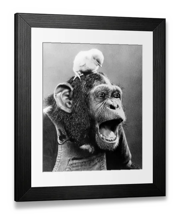 Framed Print : Chick on the head of a screeching chimpanzee Framed Print : Chick on the head of a screeching chimpanzee