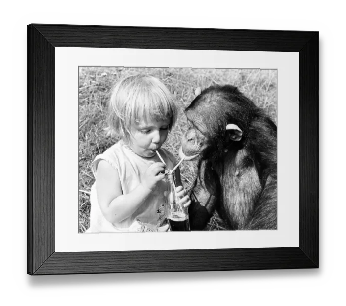 Framed Print : Little girl and chimpanzee drink together with straws from a Cola bottle Framed Print : Little girl and chimpanzee drink together with straws from a Cola bottle