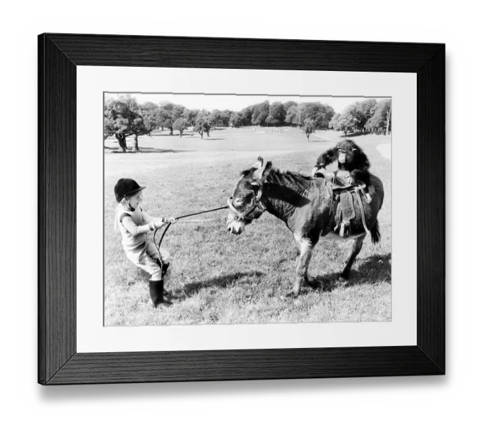 Framed Print : Chimpanzee rides on donkey, girl pulls donkey Framed Print : Chimpanzee rides on donkey, girl pulls donkey