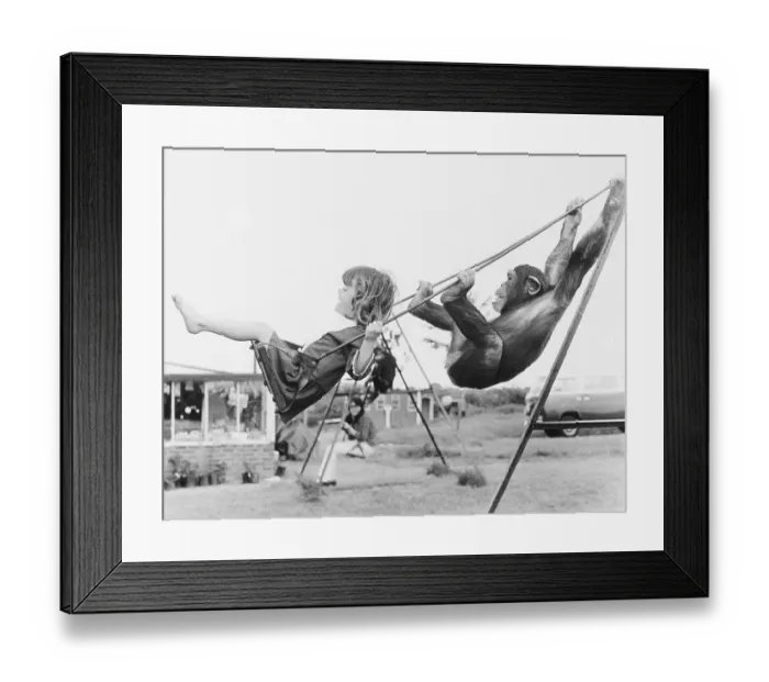 Framed Print : Girl and chimpanzee swing, England, Great Britain