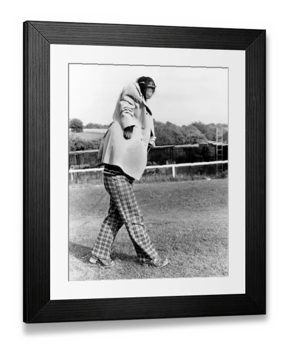 Framed Print : Chimpanzee with man in human clothes Framed Print : Chimpanzee with man in human clothes