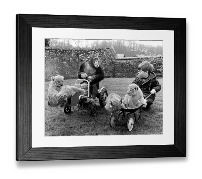 Framed Print : Chimpanzee on tractor plays with a little boy and baby lions Framed Print : Chimpanzee on tractor plays with a little boy and baby lions
