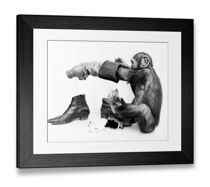 Framed Print : Chimpanzee cleans shoes, England, Great Britain Framed Print : Chimpanzee cleans shoes, England, Great Britain
