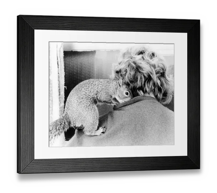Framed Print : Chipmunk cuddles with a woman, rear view