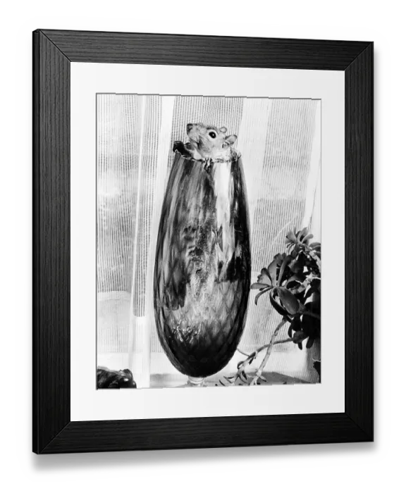 Framed Print : Chipmunk looks out of a vase, England Framed Print : Chipmunk looks out of a vase, England