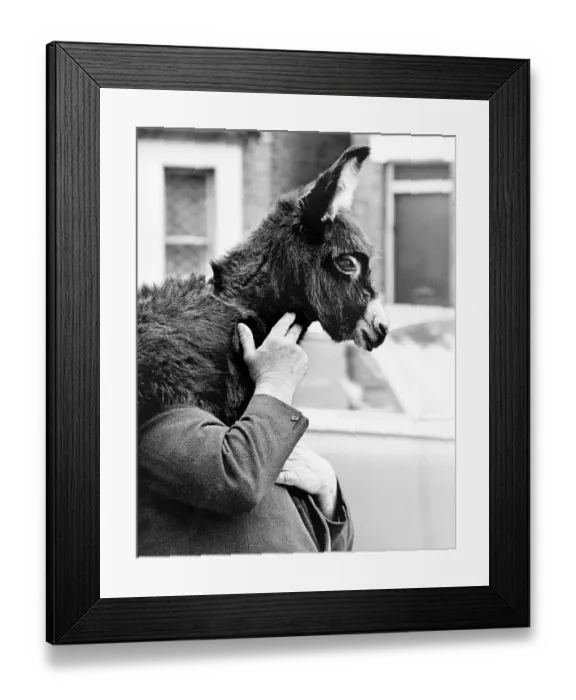 Framed Print : Man carries donkey on his shoulder Framed Print : Man carries donkey on his shoulder