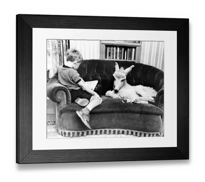 Framed Print : Donkey and a boy sitting comfortably on the sofa Framed Print : Donkey and a boy sitting comfortably on the sofa