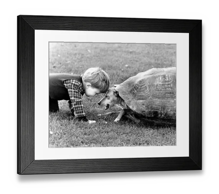 Framed Print : Little boy and dog playing with a turtle shell Framed Print : Little boy and dog playing with a turtle shell