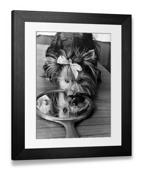 Framed Print : Small dog with bow looks in the mirror
