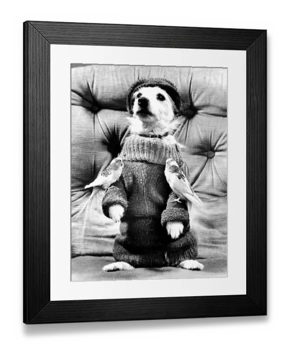 Framed Print : Dog posing in pullover with two budgies Framed Print : Dog posing in pullover with two budgies