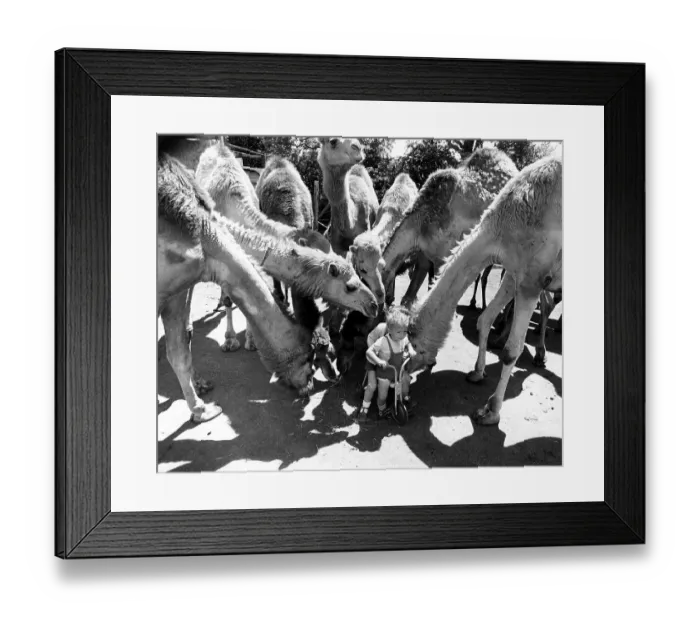 Framed Print : Child on tricycle is sniffed by camels