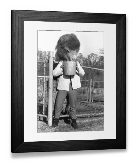 Framed Print : Man with a camel head, England, Great Britain Framed Print : Man with a camel head, England, Great Britain