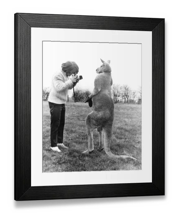 Framed Print : Woman photographing Kangaroo, England