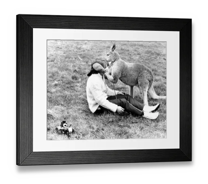 Framed Print : Kangaroo comforts photographer Framed Print : Kangaroo comforts photographer
