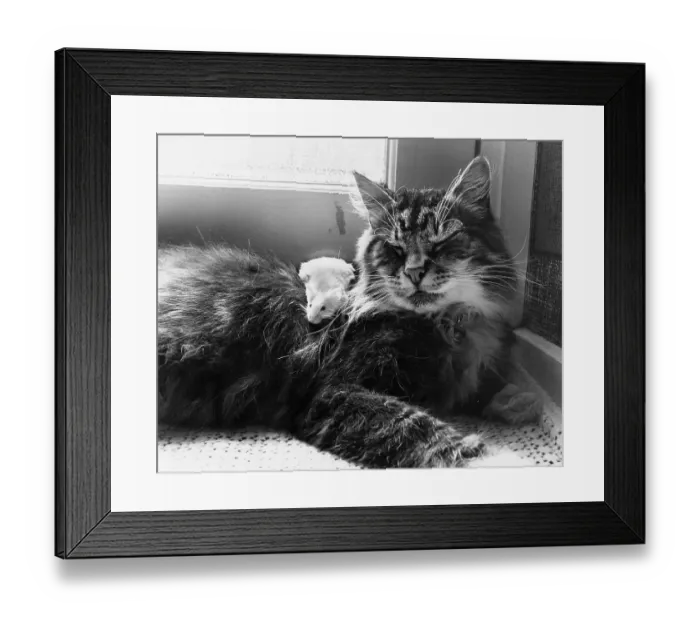 Framed Print : Cat cuddling with mouse, England, Great Britain Framed Print : Cat cuddling with mouse, England, Great Britain