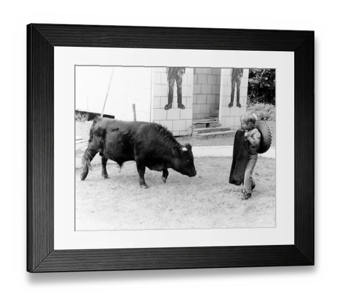 Framed Print : Little boy plays Torero with a calf Framed Print : Little boy plays Torero with a calf