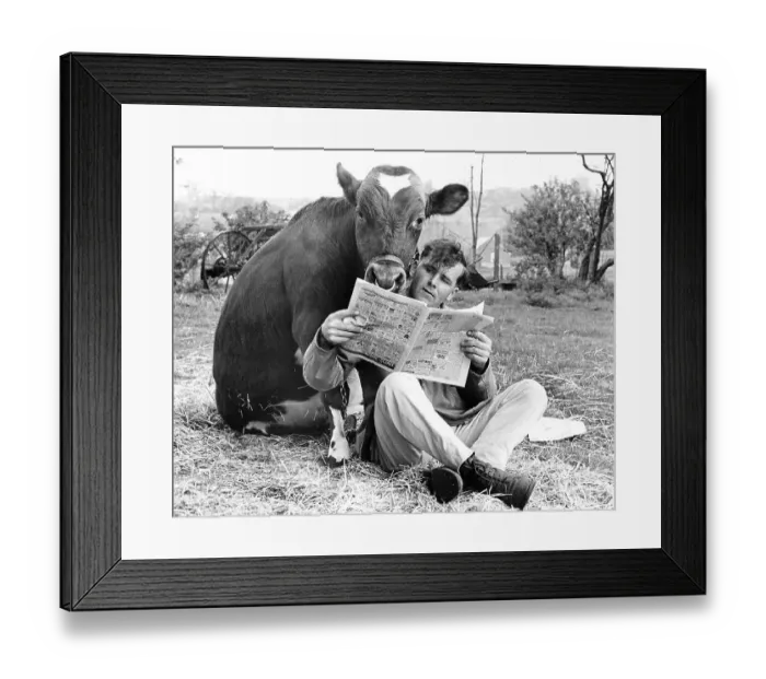 Framed Print : Man and cow read newspaper, England, Great Britain