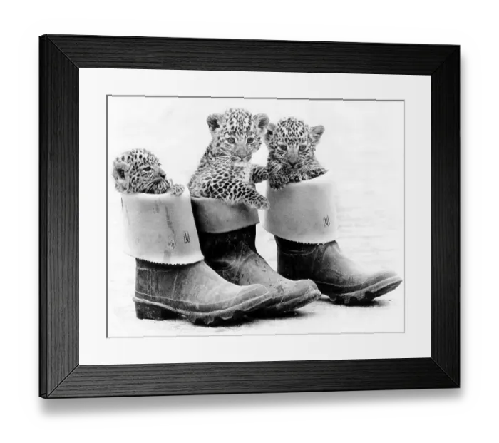 Framed Print : Little leopards in rubber boots Framed Print : Little leopards in rubber boots