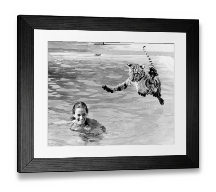 Framed Print : Tiger jumps into the swimming pool