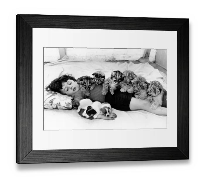 Framed Print : Small predatory cats and Jack Russel Terrier cuddling with a boy