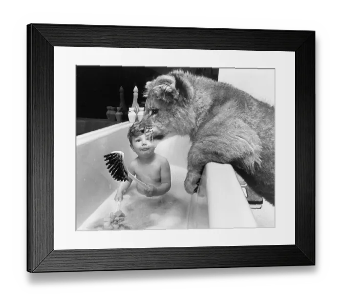 Framed Print : Boy and lion in the bathroom, England Framed Print : Boy and lion in the bathroom, England
