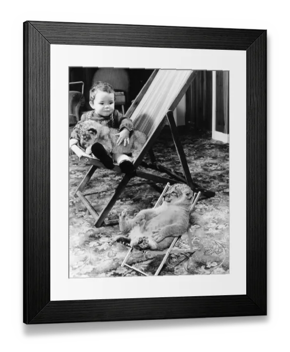 Framed Print : Baby lion and boy in deckchairs Framed Print : Baby lion and boy in deckchairs