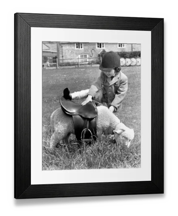 Framed Print : Sheep with saddle, England, Great Britain