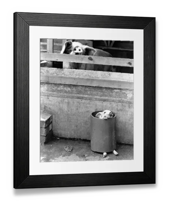 Framed Print : Big and small pig, England, Great Britain Framed Print : Big and small pig, England, Great Britain