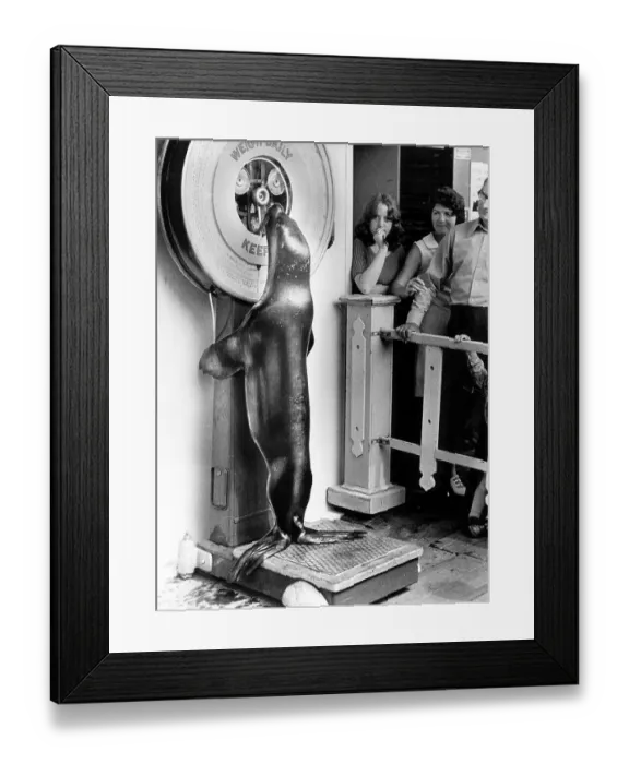 Framed Print : Seal on the scales, England, Great Britain