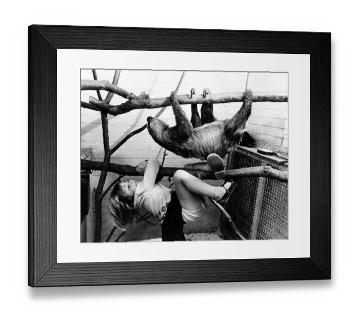 Framed Print : Sloth and girls climbing, England, Great Britain