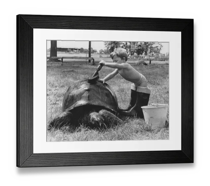 Framed Print : Boy washes turtle, England, Great Britain Framed Print : Boy washes turtle, England, Great Britain