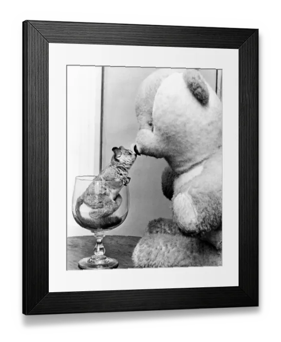 Framed Print : Chinchilla kissing teddy bear, England Framed Print : Chinchilla kissing teddy bear, England