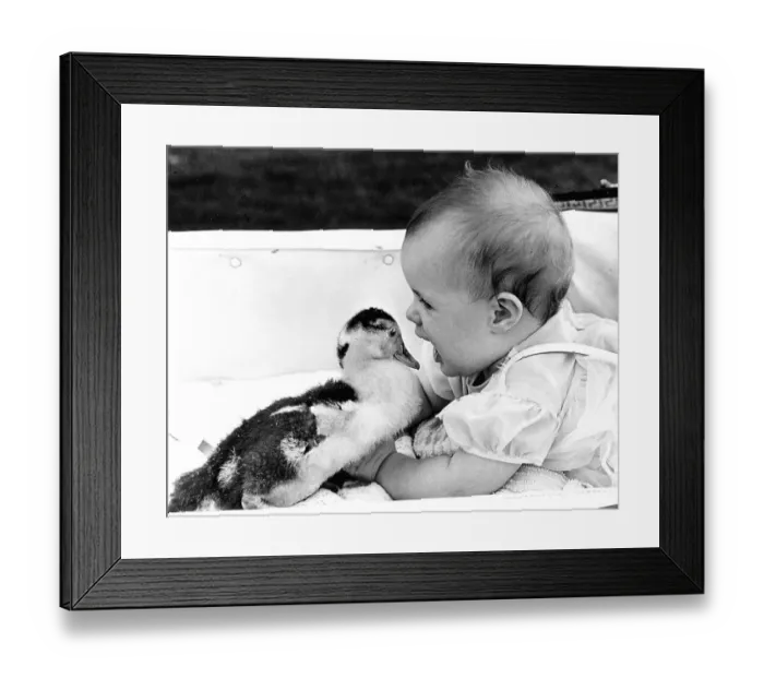 Framed Print : Baby plays with duck, England, Great Britain