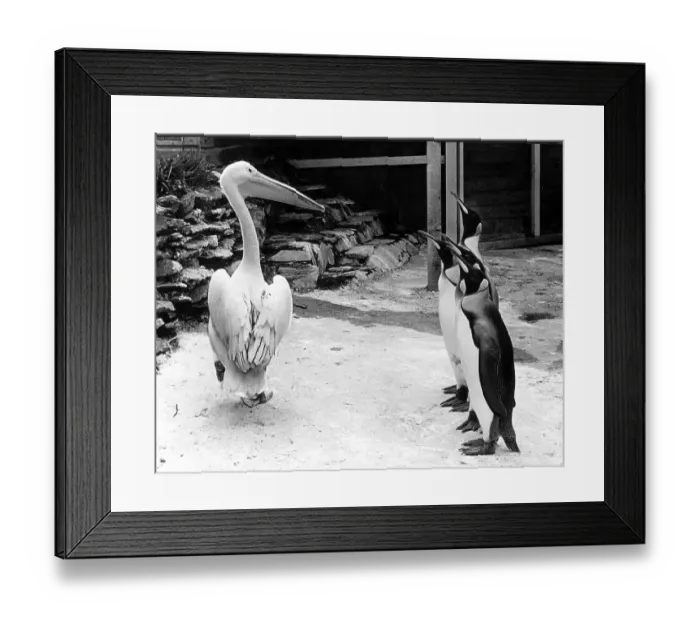 Framed Print : Pelican and four penguins, England, Great Britain