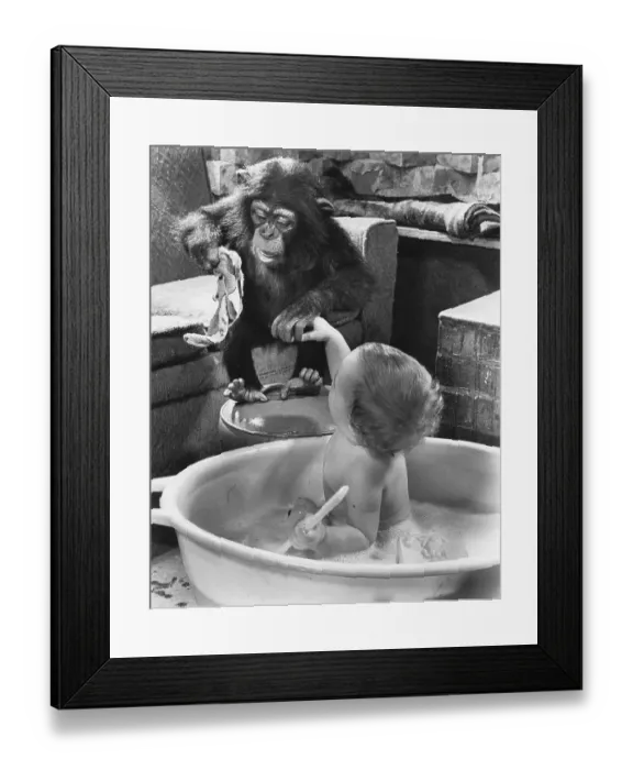 Framed Print : Chimpanzee washes child, England, Great Britain