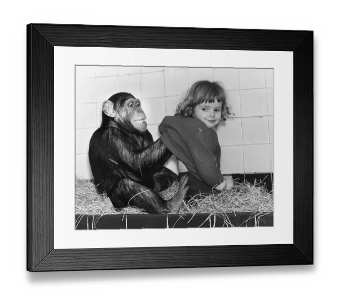 Framed Print : Chimpanzee scratches girls on the back