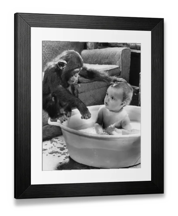 Framed Print : Chimpanzee washes a child, England, Great Britain