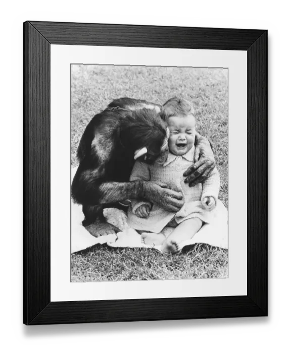 Framed Print : Chimpanzee comforts a child, England