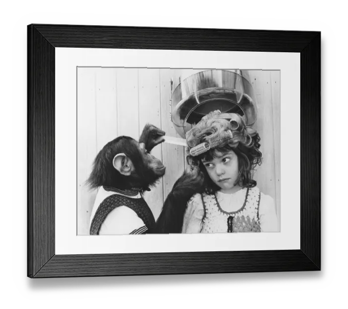 Framed Print : Chimpanzee as a hairdresser, England Framed Print : Chimpanzee as a hairdresser, England