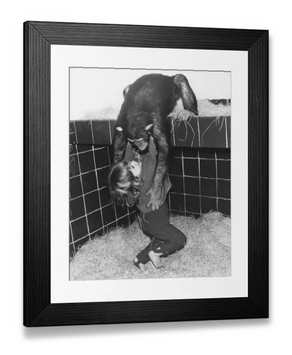 Framed Print : Chimpanzee and girl playing in the stable