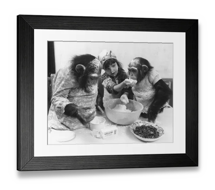 Framed Print : Two chimpanzees and a girl baking a cake