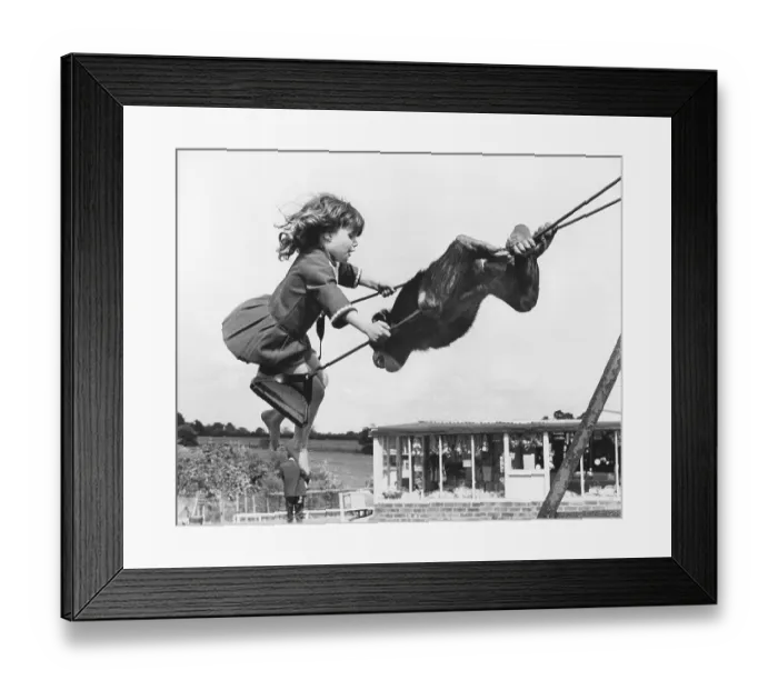 Framed Print : Chimpanzee and girl on the swing