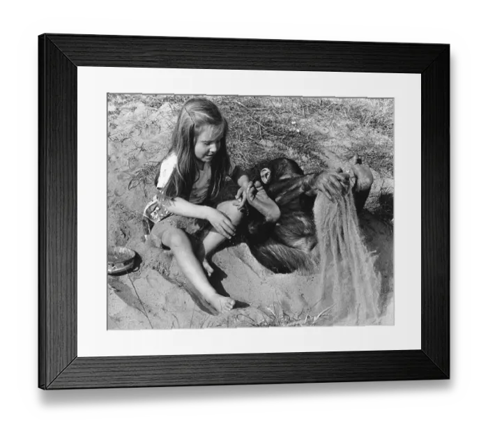 Framed Print : Girl and chimpanzee on the beach