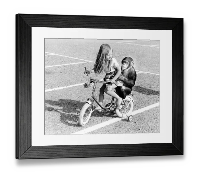 Framed Print : Chimpanzee and girl riding a bicycle